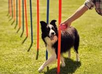 dog training - Types of Dog Training - Golden Pet Life