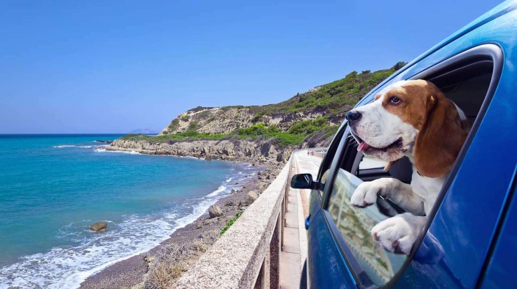 Contact us banner beagle in car - Contact Us - Golden Pet Life