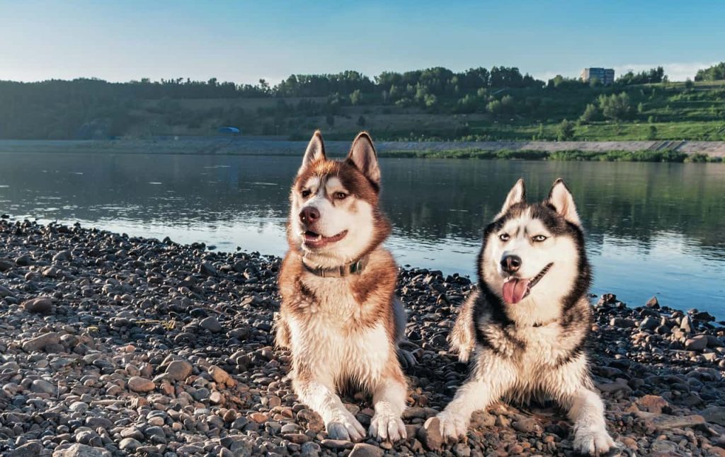 apparel page banner huskies - Lab Testing Results - Golden Pet Life