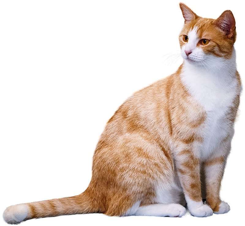 cat 2089916 1280 - Why Choose Us - Golden Pet Life
