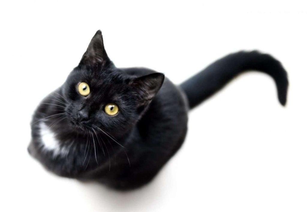 cat 3854116 scaled scaled 1 - Why Choose Us - Golden Pet Life