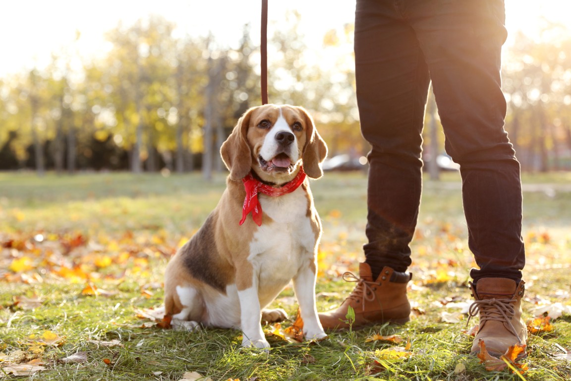 A Happy Pet after Getting CBD for Dog Anxiety