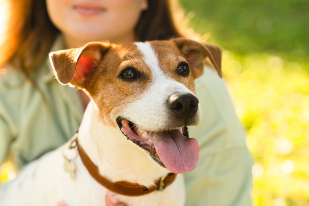 Owner using Best CBD for Dogs with Storm Anxiety - Best CBD for Dogs with Storm Anxiety - Golden Pet Life