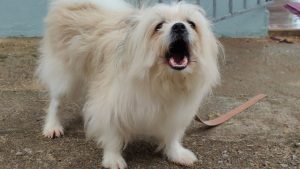 Reactive dog barking outdoors, illustrating how CBD may support calmer behavior in aggressive dogs