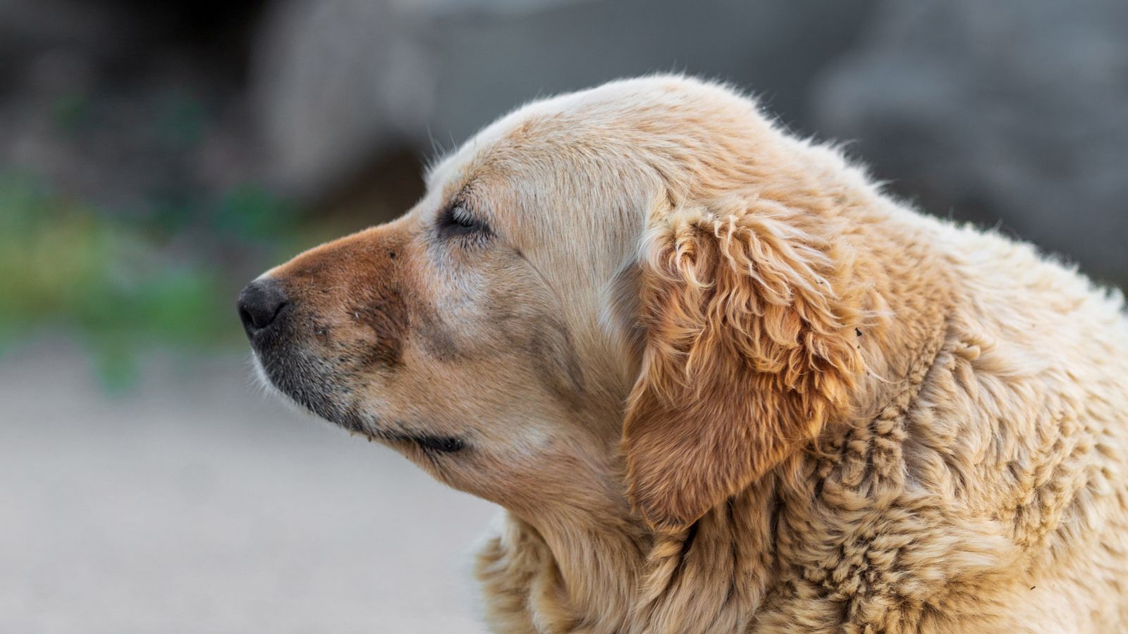 Calm golden retriever resting with eyes closed, illustrating CBD dosage and calming support for dogs