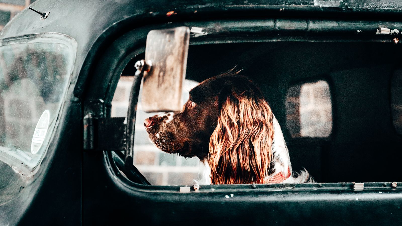 Dog looking calmly out of a car window during a trip, illustrating CBD for travel anxiety in dogs