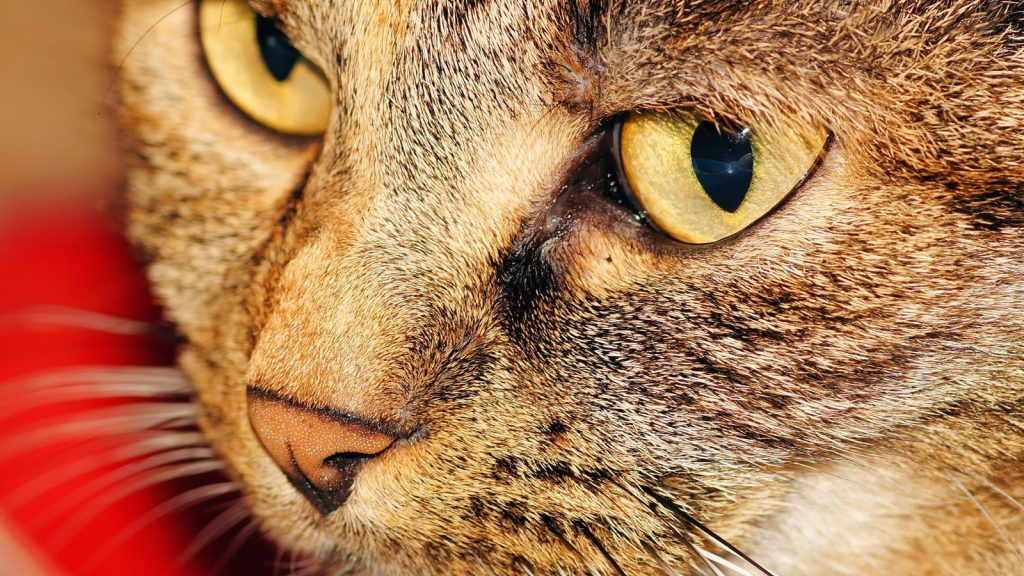 Close-up of a tabby cat face, illustrating tips to help freshen cat breath through hygiene and diet